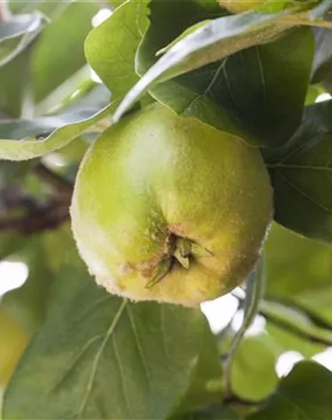 Obst- und Beerensträucher