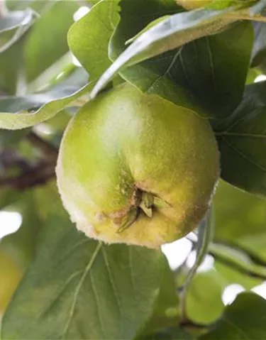 Obst- und Beerensträucher