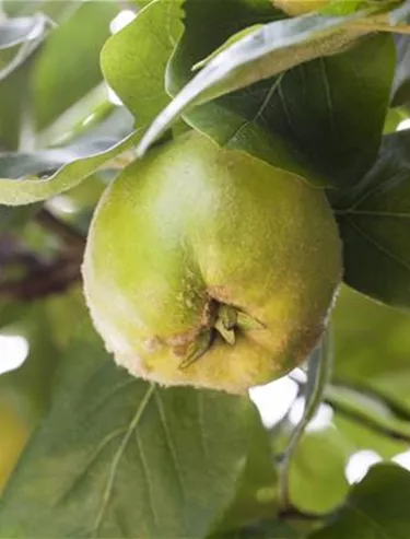 Obst- und Beerensträucher