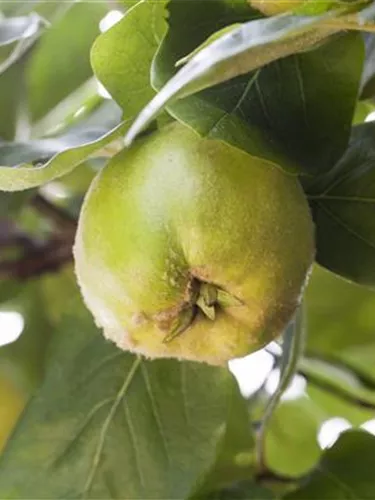 Obst- und Beerensträucher