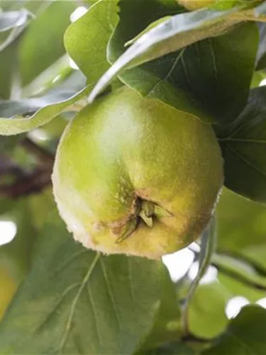 Obst- und Beerensträucher