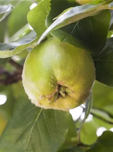 Obst- und Beerensträucher