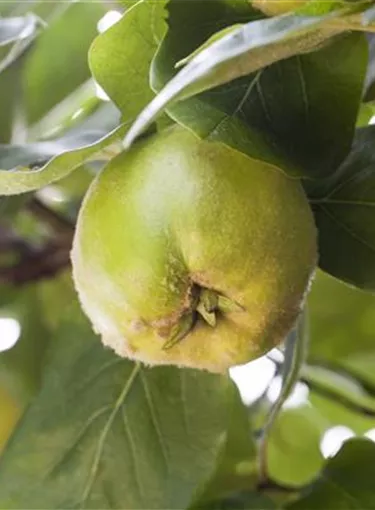 Obst- und Beerensträucher