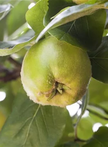 Obst- und Beerensträucher