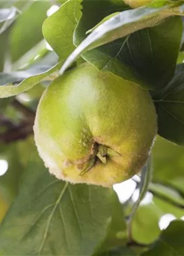 Obst- und Beerensträucher