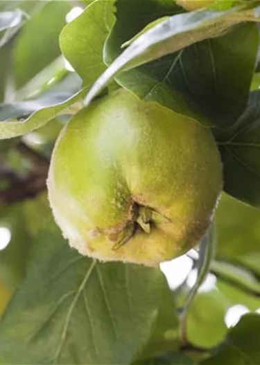 Obst- und Beerensträucher