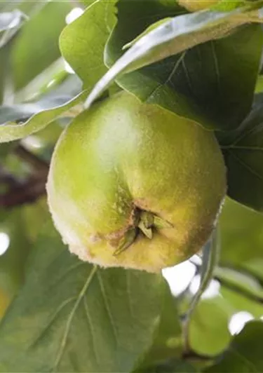 Obst- und Beerensträucher