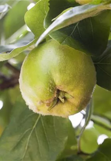 Obst- und Beerensträucher