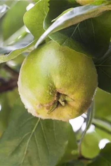 Obst- und Beerensträucher