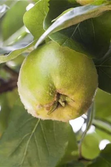 Obst- und Beerensträucher