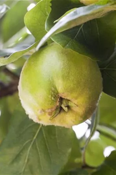 Obst- und Beerensträucher
