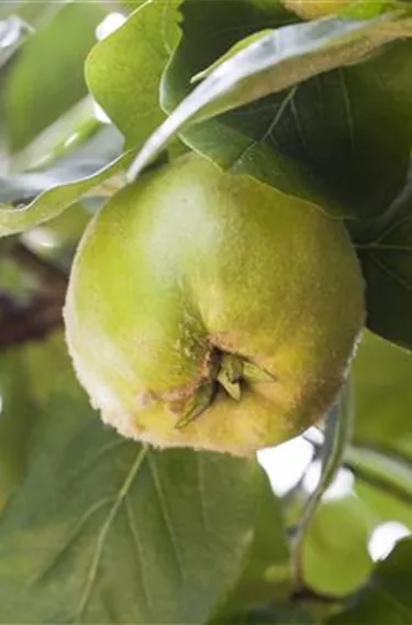 Obst- und Beerensträucher