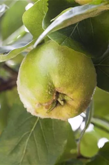 Obst- und Beerensträucher