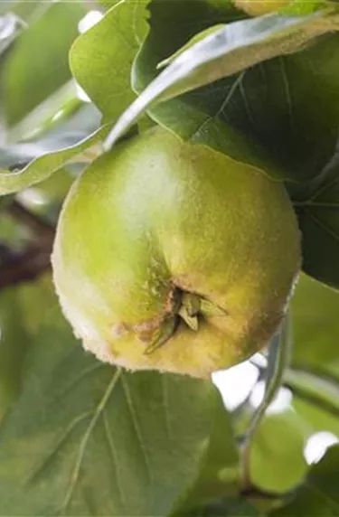 Obst- und Beerensträucher