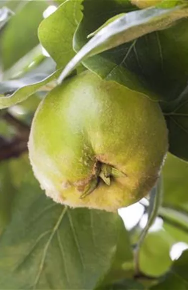 Obst- und Beerensträucher