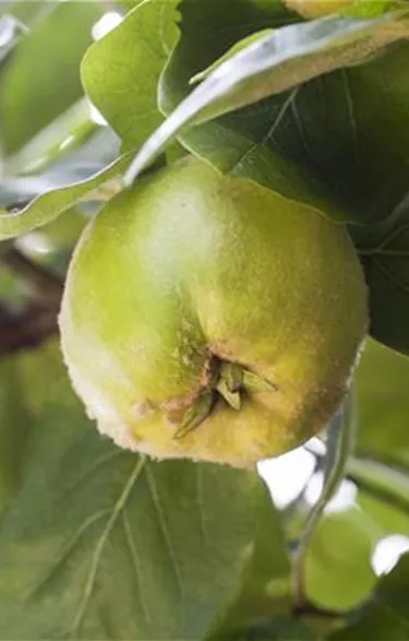 Obst- und Beerensträucher