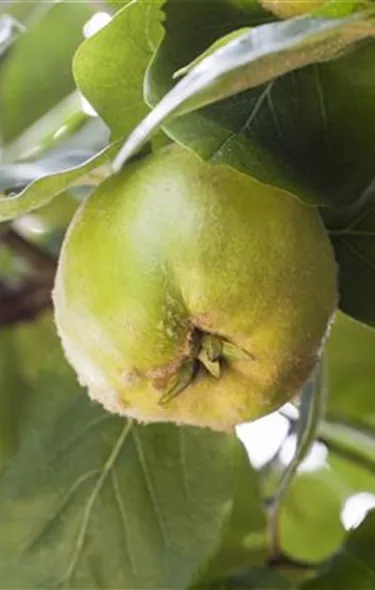 Obst- und Beerensträucher