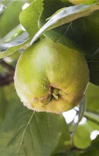 Obst- und Beerensträucher