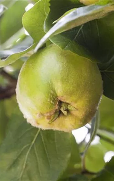 Obst- und Beerensträucher