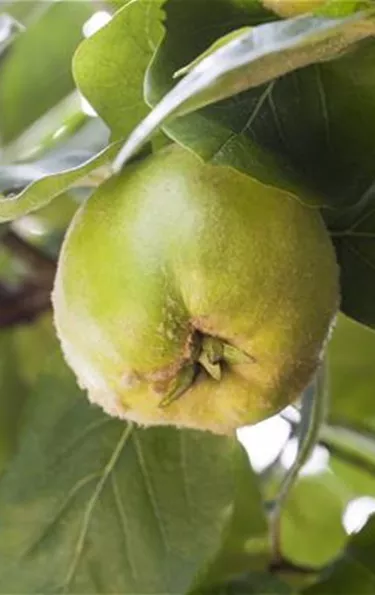 Obst- und Beerensträucher