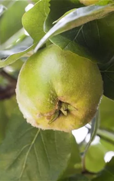 Obst- und Beerensträucher