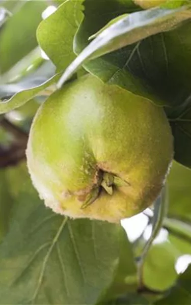 Obst- und Beerensträucher