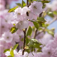 Frühblühende Gehölze für hungrige Nützlinge