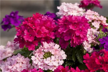 Die Verbene – schön und nützlich zugleich