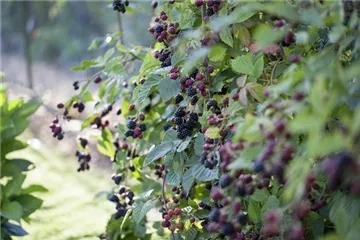 Brombeeren – wilde Leckereien mit langer Tradition