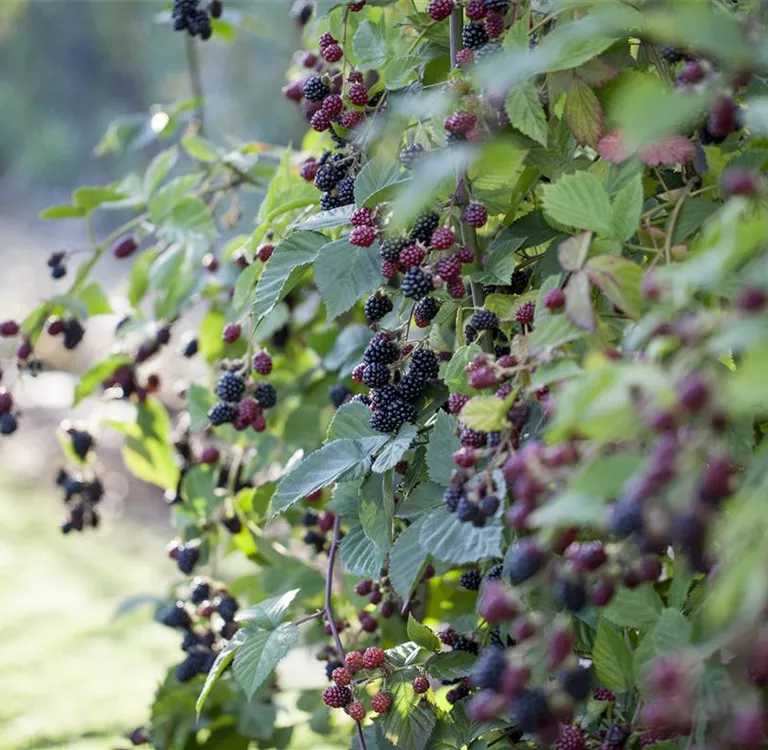 Brombeeren – wilde Leckereien mit langer Tradition