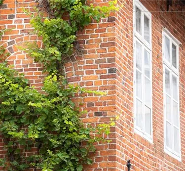 Kletterpflanzen