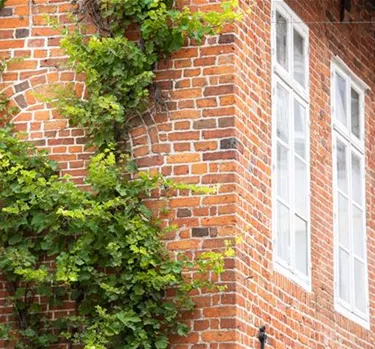 Kletterpflanzen