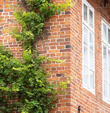 Kletterpflanzen
