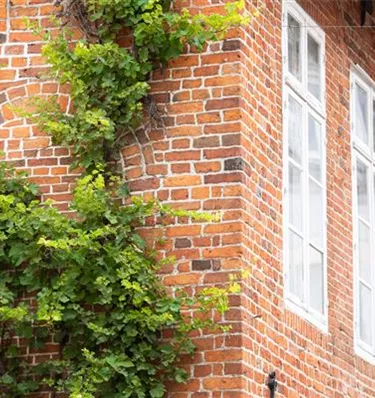 Kletterpflanzen