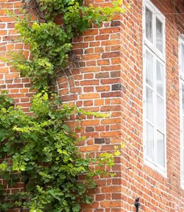 Kletterpflanzen