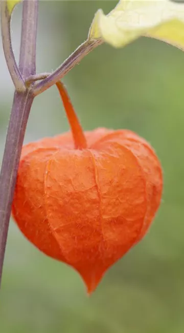 Exotische Früchte gedeihen auch im eigenen Garten