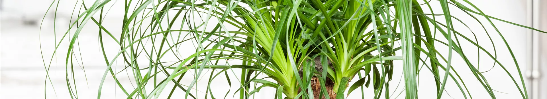 Elefantenfuß: der Dickhäuter unter den Zimmerpflanzen