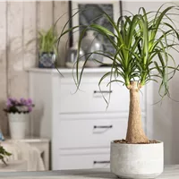 Die Zimmerpflanze für jedermann