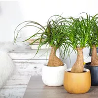 Robust und entspannt: der Elefantenfuß