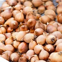 Zierlauch pflanzen – Herbstzeit ist Blumenzwiebelzeit