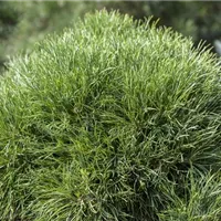 Es geht um die Kugel