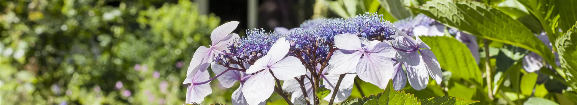 Hortensien überwintern – gesund durch die kalte Jahreszeit Hortensien überwintern – gesund durch die kalte Jahreszeit