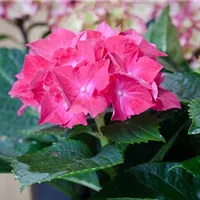 Normalfall und Ausnahme Normalfall und Ausnahme