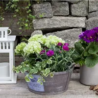 Hortensien auf Balkon und Terrasse Hortensien auf Balkon und Terrasse