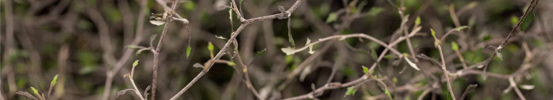 Der Zickzackstrauch – dekorativer Allrounder für Garten und Wohnung