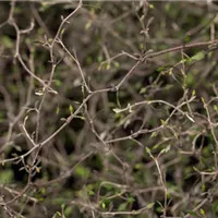 Sommerurlaub im Garten