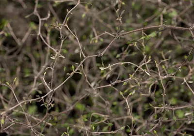 Der Zickzackstrauch – dekorativer Allrounder für Garten und Wohnung