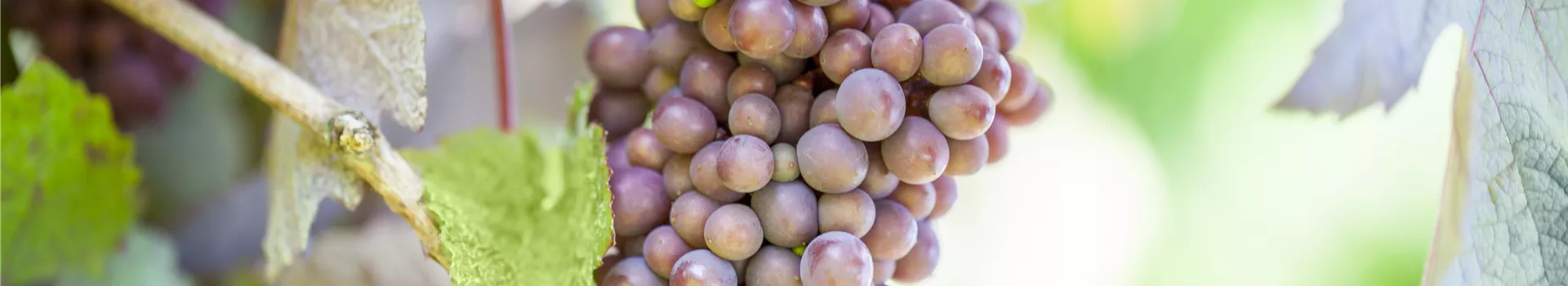Warum Wein eigentlich aus Beeren gemacht wird