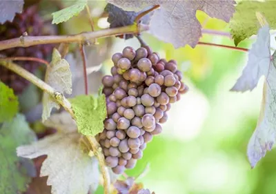 Warum Wein eigentlich aus Beeren gemacht wird