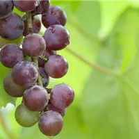 Weintraube oder Weinbeere?